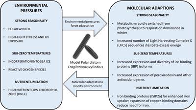 Diatoms and Their Microbiomes in Complex and Changing <mark class="highlighted">Polar Oceans</mark>